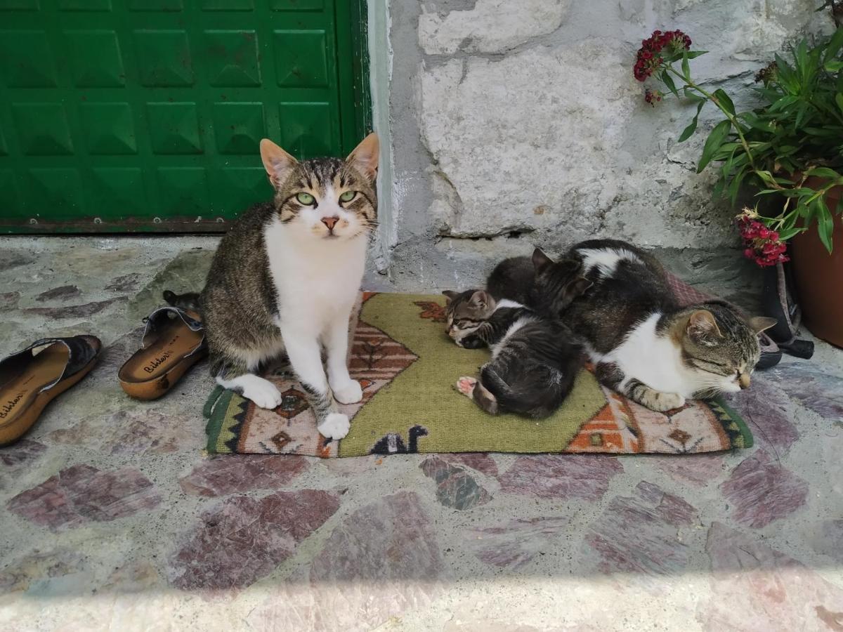 Fshat Guesthouse Shtini מראה חיצוני תמונה